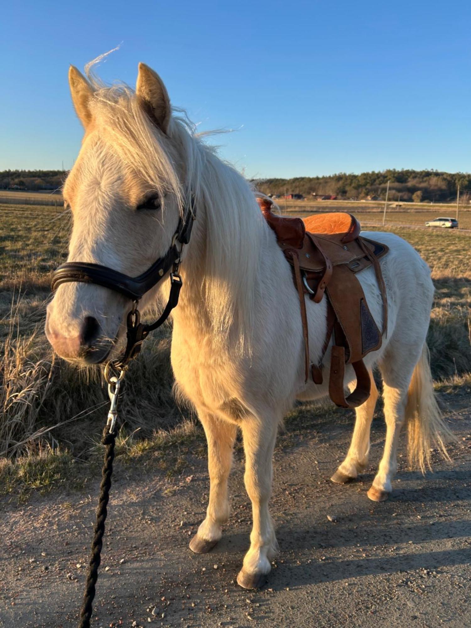 Johannas Ranch Saeroe Rummet *